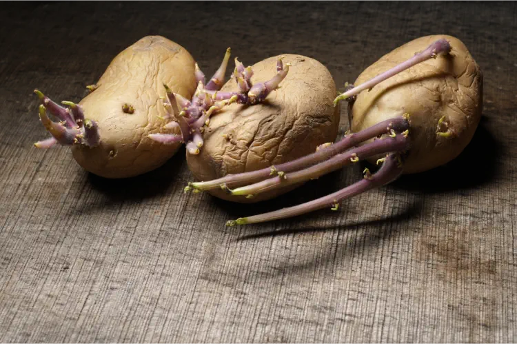 Seed Potatoes - Chitting In the Dark Or the Light?